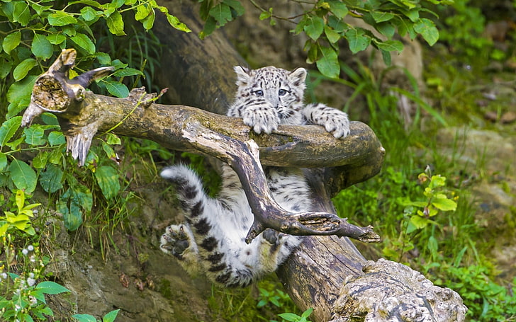 white tiger cub, snow leopard, cub, branches, trees, HD wallpaper