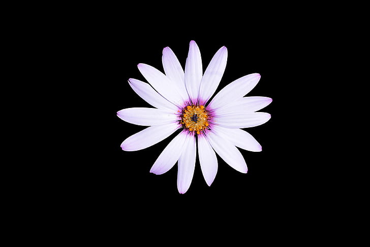botanique, fleur, floraison, flore, margerite, ptales, HD-Hintergrundbild