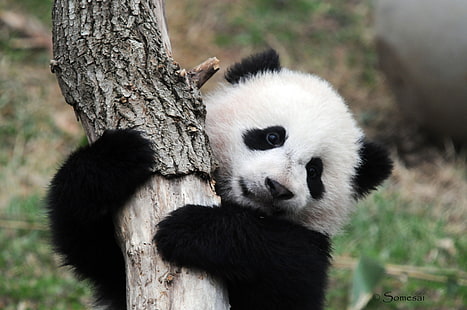 bebé, baer, osos, lindo, panda, pandas, Fondo de pantalla HD HD wallpaper