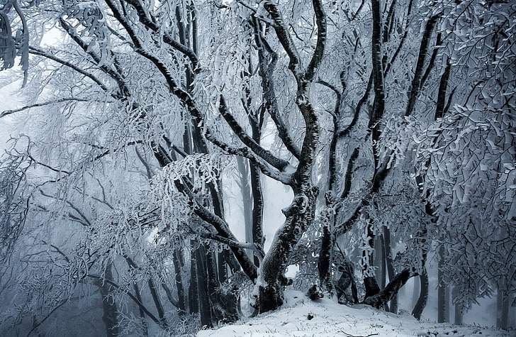 winter, ice, snow, trees, nature, HD wallpaper