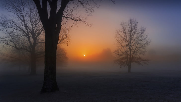 Schwarzweiss-Baummalerei, Nebel, HD-Hintergrundbild