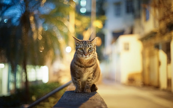 Cat on street, gray tabby cat -, city, street, evening, lights, reflections, Cat, look, HD wallpaper