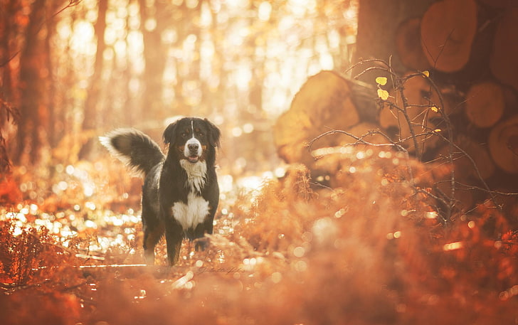 Anjing, Anjing Gunung Bernese, Wallpaper HD