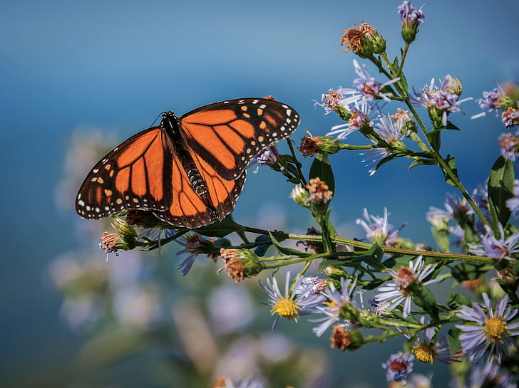 selective focus photography of monarch butterfly perched on white petaled flowers, caney fork, blue ridge parkway, asheville, north carolina, caney fork, blue ridge parkway, asheville, north carolina, Caney Fork, Overlook, Blue Ridge Parkway, Asheville, North Carolina, selective focus, photography, monarch butterfly, white, flowers, Cullowhee, geo, lat, lon, geotagged, Rich Mountain, United States, USA, Asheville NC, Asheville North Carolina, AVL, Landscape, Blue Ridge Mountains, BRP, Nature, NC, Nikkor, Nikon D800, Outdoor, Parkway, Western North Carolina, WNC, insect, flower, butterfly - Insect, beauty In Nature, summer, HD wallpaper