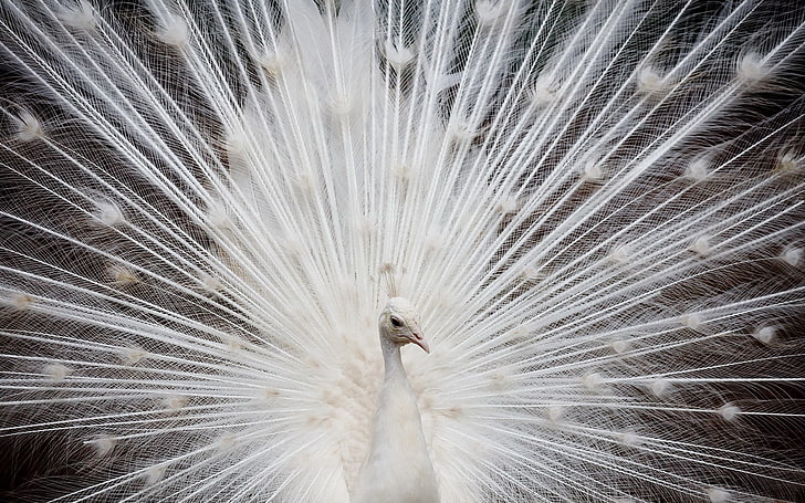 White peacock, white, feathers, peacock, HD wallpaper | Wallpaperbetter