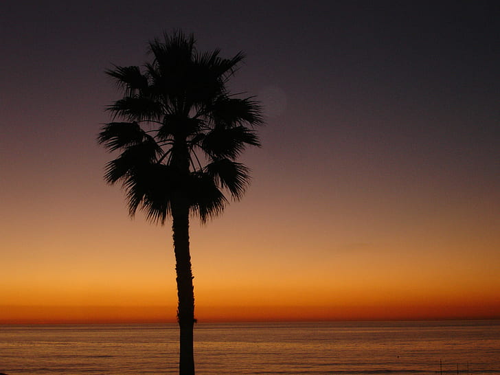 sylwetka palmy podczas złotej godziny, sylwetka, palma, złota godzina, zachód słońca, pomarańcza, morze, natura, plaża, lato, Tapety HD