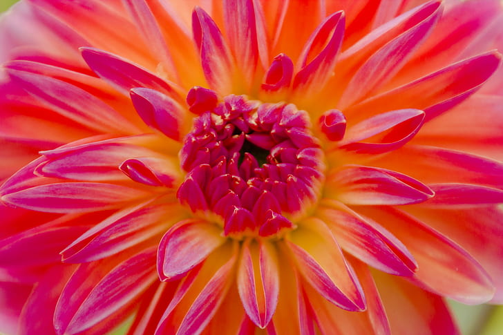 closeup photography of red and yellow petaled flower, dahlia, dahlia, Dahlia, closeup photography, red, yellow, 2014 edition, Day, Blume, Flower, Sigma, mm, Garten, Garden, ngc, National  Geographic, National Geographic, nature, Natur, pink Color, plant, petal, close-up, flower Head, summer, HD wallpaper