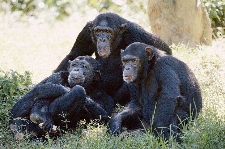 Maymunlar, Şempanze, HD masaüstü duvar kağıdı