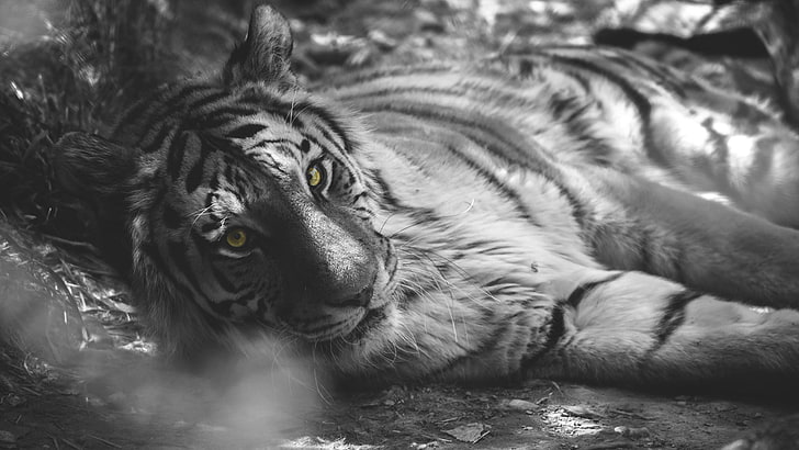 zdjęcie tygrysa w skali szarości, wybarwienie selektywne, zwierzęta, tygrys, Tapety HD