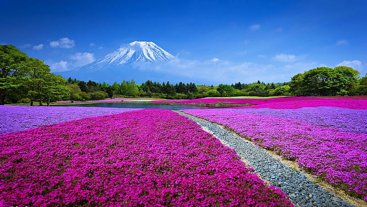 paisaje, cielo, nubes, prado, hierba, verano, flores, monte Fuji, Asia, Japón, montaña, campo de flores, Fondo de pantalla HD