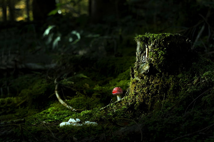 Earth, Mushroom, Moss, Nature, Stump, HD wallpaper