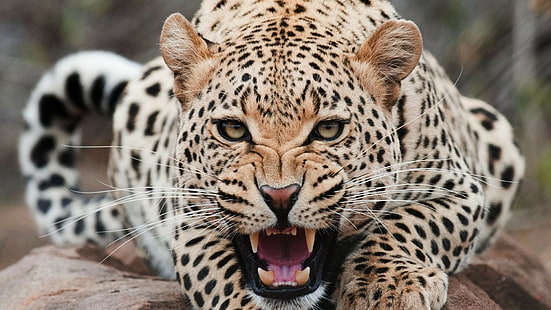 grandes felinos, animales, jaguar, dientes, leopardo, Fondo de pantalla HD HD wallpaper