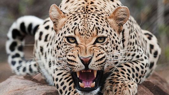ジャガー、動物、ヒョウ、歯、大きな猫、 HDデスクトップの壁紙 HD wallpaper