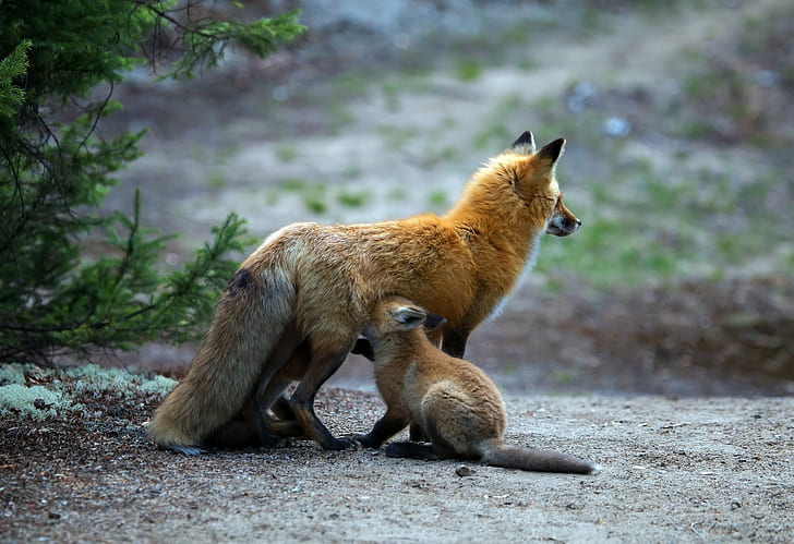 baby animals, fox, animals, HD wallpaper
