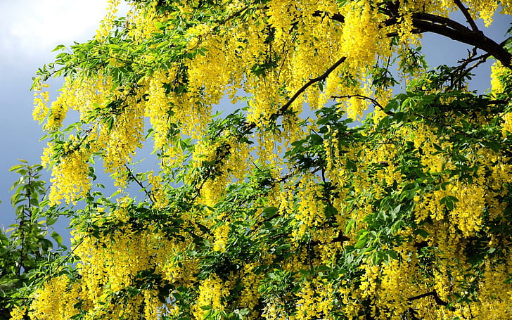 Dripping Yellow Blossoms, trees, yellow, nature, flowers, blossoms, nature and landscapes, HD wallpaper