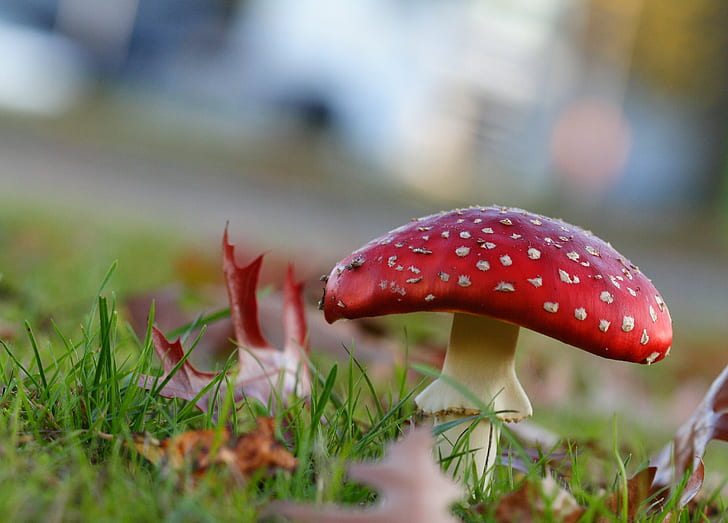close-up photography of red and white mushroom during daytime, Nature, vs, City, close-up photography, white mushroom, daytime, fungus, mushroom, toadstool, autumn, fly Agaric Mushroom, amanita Parcivolvata, red, forest, poisonous, toxic Substance, close-up, season, grass, spotted, plant, HD wallpaper