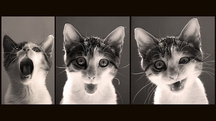 серый полосатый кот коллаж, кот, коллаж, животные, HD обои