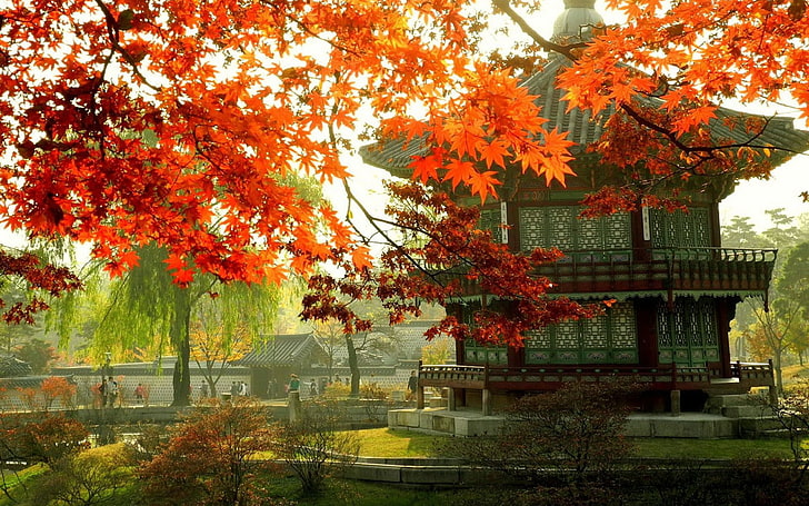 Tapeta fotograficzna Korea Seul city scenerii 19, Maple tree, Tapety HD