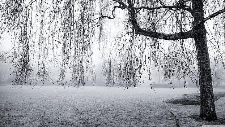 träd och snöfält, fotografi, träd, snö, frost, grå, dimma, natur, fält, HD tapet