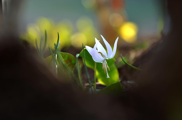 التصوير الفوتوغرافي ، الماكرو ، عمق المجال ، الزهور ، الزهور البيضاء ، البوكيه، خلفية HD