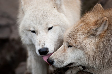 two white and brown wolves, love, wolf, predators, kiss, pair, wolves, HD wallpaper HD wallpaper