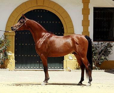 Splendid Beauty, konie, orientalne, arabskie, zwierzęta, Tapety HD HD wallpaper