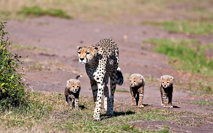 four brown cheetah, leopards, walk, family, HD wallpaper