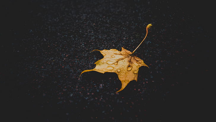 macro, fallen leaves, leaves, water drops, fall, yellow, simple, HD wallpaper
