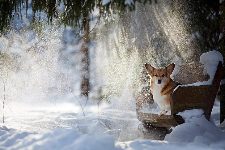 Corgie blanco y tostado, perro, animales, silla, nieve, Corgi, Fondo de pantalla HD