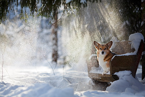 white and tan corgie, dog, animals, chair, snow, Corgi, HD wallpaper HD wallpaper