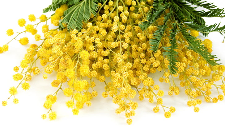 gelbe Mimosenblumen, Blumen, Gelb, Frühling, empfindlich, Mimose, HD-Hintergrundbild