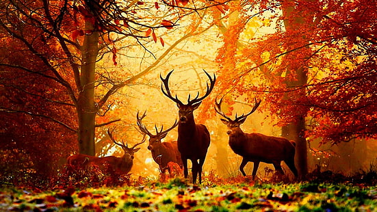geyik, sonbahar, geyikler, puslu, sisli, sis, orman, yaban hayatı, hayvanlar, HD masaüstü duvar kağıdı HD wallpaper
