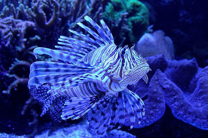 lionfish, HD wallpaper