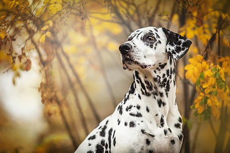  Dogs, Dalmatian, Dog, Pet, HD wallpaper HD wallpaper