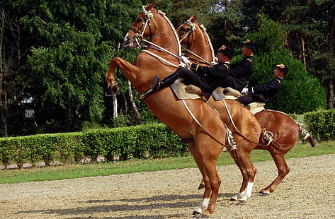 Equitation, Saumur, horse, horse riding, HD wallpaper HD wallpaper