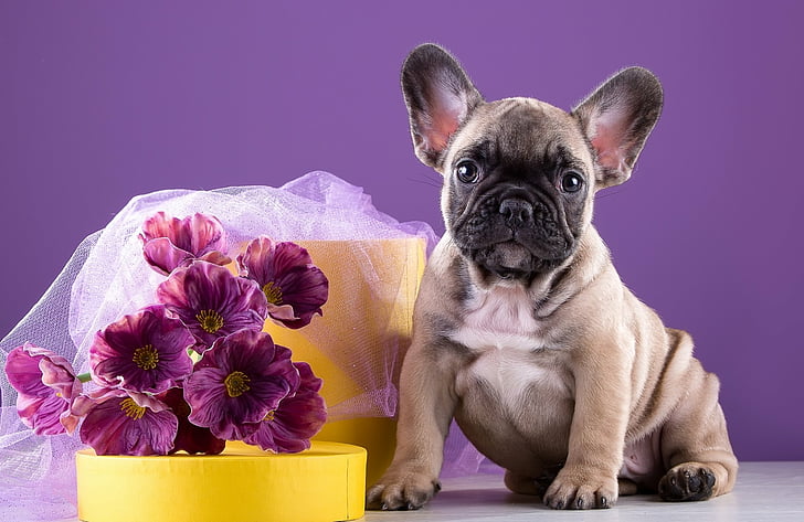 Dogs, French Bulldog, Baby Animal, Dog, Flower, Puppy, HD wallpaper
