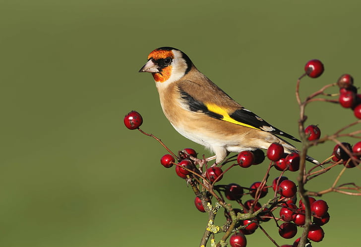 Birds, Goldfinch, Berry, Bird, Wildlife, HD wallpaper