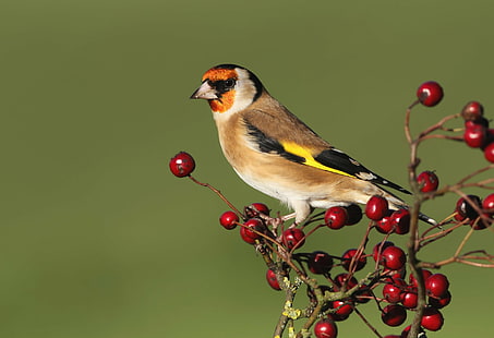 Birds, Goldfinch, Berry, Bird, Wildlife, HD wallpaper HD wallpaper