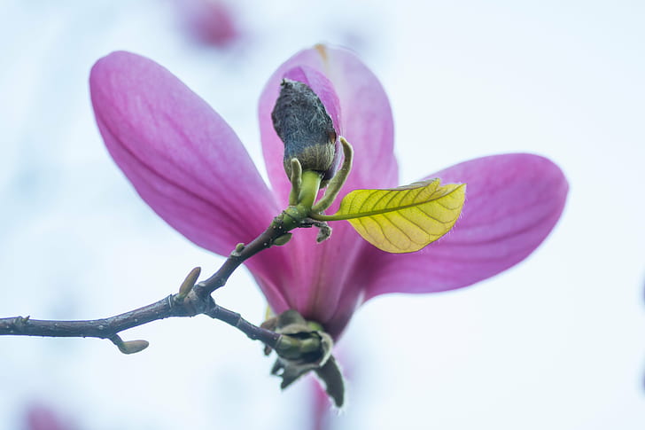 fleur multi pétale violet photographie de mise au point peu profonde, magnolia, magnolia, Magnolia, violet, fleur, mise au point peu profonde, photographie, nature, branche, arbre, plante, gros plan, printemps, pétale, tête de fleur, fleur, couleur rose, Fond d'écran HD