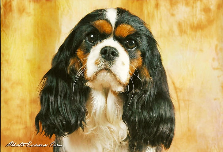 Dog Portrait, white and black english toy spaniel, portrait, friend, loyal, animal, animals, HD wallpaper