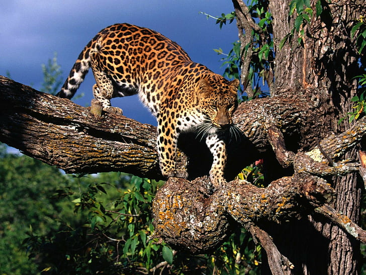 Leopard Tree HD, animals, tree, leopard, HD wallpaper