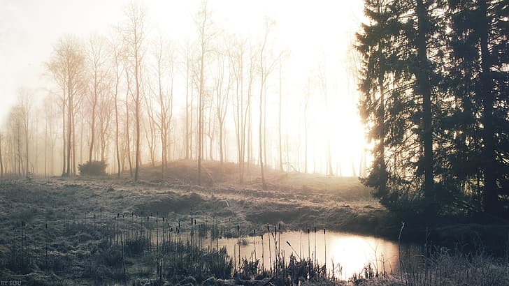 ฤดูหนาวน้ำแข็งป่าหญ้าต้นไม้หมอกทะเลสาบรุ่งอรุณตอนเช้ากกธูปฤาษี, วอลล์เปเปอร์ HD