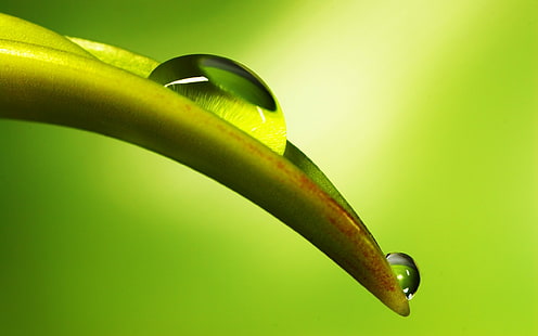 Leaf Water Drops Macro Green HD, zielona roślina liściasta, natura, makro, zieleń, woda, liść, krople, Tapety HD HD wallpaper
