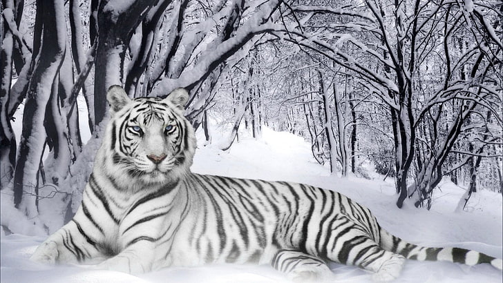 белые тигровые обои, кошки, белый тигр, HD обои