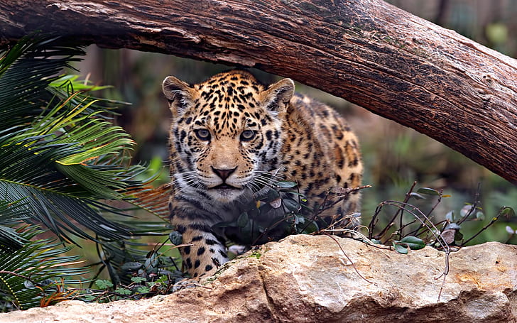 Животни Jaguar Predator Wild Cat Uhd 4k тапети за настолни мобилни телефони 5200 × 3250, HD тапет