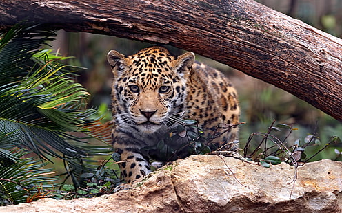 Animals Jaguar Predator Wild Cat Uhd 4k Wallpapers For Desktop Mobile Phones 5200×3250, HD wallpaper HD wallpaper