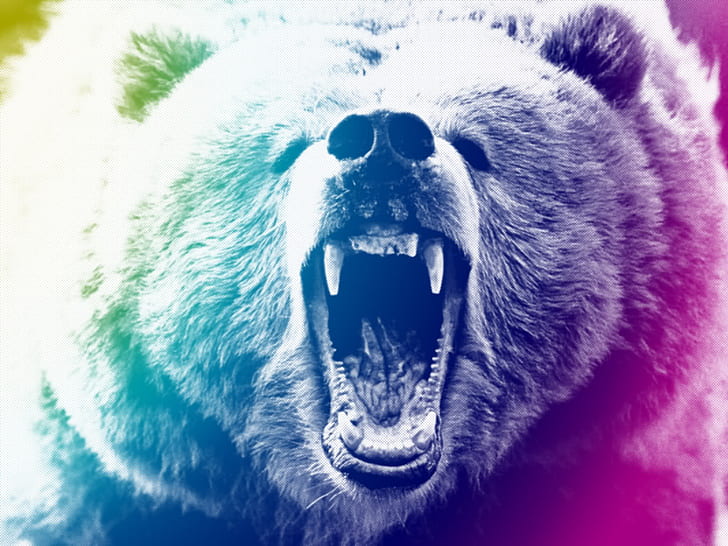 Bear Grizzly Bear HD, animals, bear, grizzly, HD wallpaper