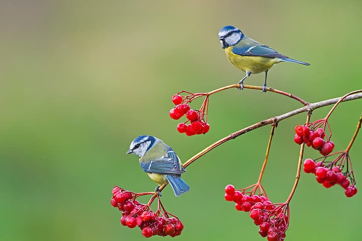 birds, berries, background, branch, pair, Kalina, Titmouses, Blue tit, HD wallpaper