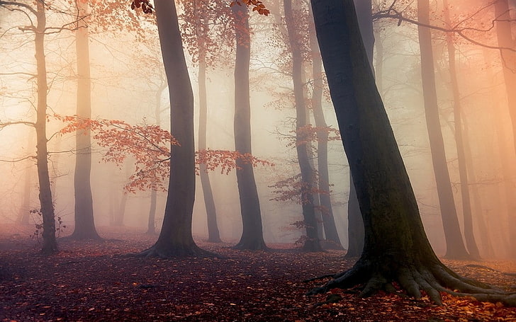 природа, пейзаж, лес, осень, туман, листья, деревья, дневной свет, атмосфера, HD обои
