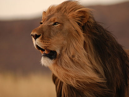 singa, binatang, kucing besar, Wallpaper HD HD wallpaper